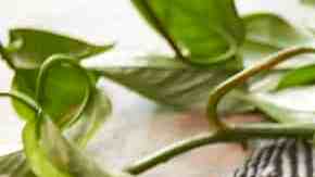 Lomo de cerdo con cebollas cambray y mostaza dijón