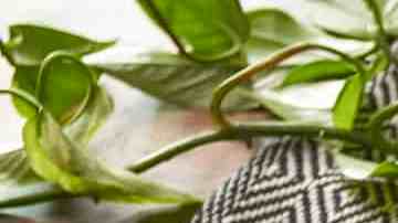 Lomo de cerdo con cebollas cambray y mostaza dijón