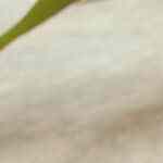 papas al chile y limón