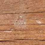 Papillote de merzula