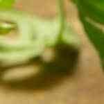 brócoli gratinado con alioli de jalapeño.