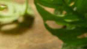 brócoli gratinado con alioli de jalapeño.