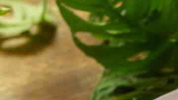 brócoli gratinado con alioli de jalapeño.