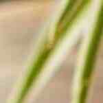 carne en salsa verde