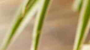 carne en salsa verde