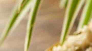 carne en salsa verde