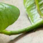 chuletas de puerco adobadas y encebolladas