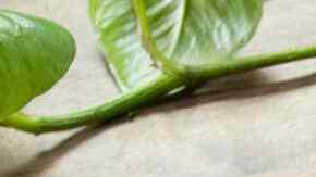 chuletas de puerco adobadas y encebolladas