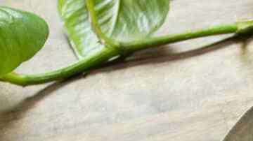 chuletas de puerco adobadas y encebolladas