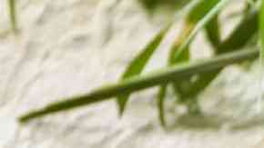 Crujiente de manzana y arándanos