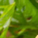 Cócteles con tequila