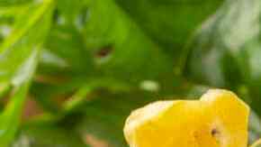 Cócteles con tequila