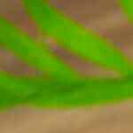 jugos detox para desayunar