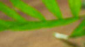 jugos detox para desayunar