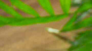 jugos detox para desayunar