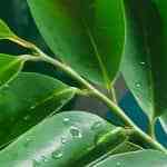 Merengada de guanábana