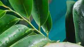 Merengada de guanábana