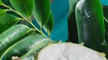 Merengada de guanábana