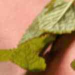 Volcán de chocolate