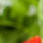 aguacates rellenos de atún