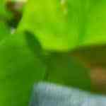 ceviche de champiñones