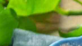 ceviche de champiñones