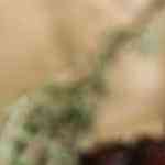 Costillas a la cerveza