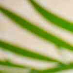 ensalada con pasta, uvas y vinagreta de frambuesa