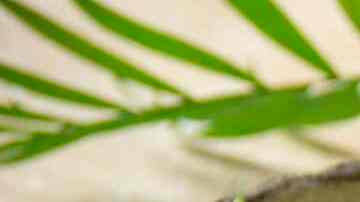 ensalada con pasta, uvas y vinagreta de frambuesa