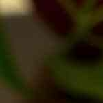 escalopes en salsa de tomate y arroz