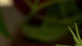 escalopes en salsa de tomate y arroz