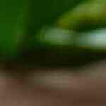 gorditas de maíz rellenas de frijoles