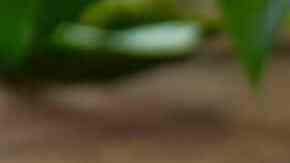 gorditas de maíz rellenas de frijoles