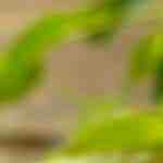 helado sabor pay manzana