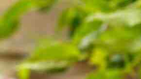 helado sabor pay manzana