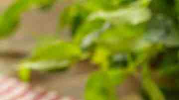 helado sabor pay manzana