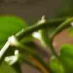 pescadillas de atún