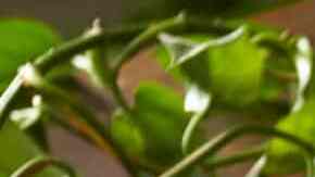 pescadillas de atún