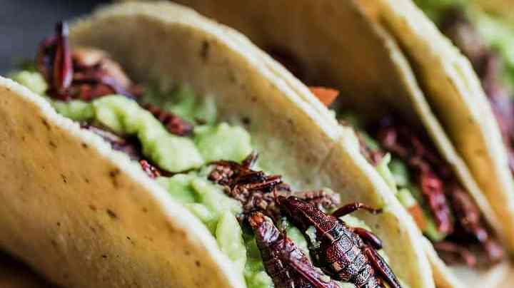 Tacos de chapulines
