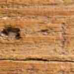 trufas de chocolate con avellanas