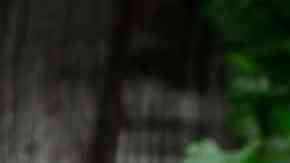 Camarones a la veracruzana