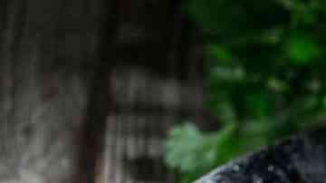 Camarones a la veracruzana