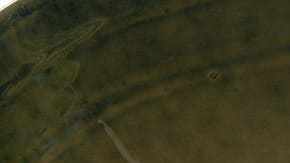 Champiñones caramelizados