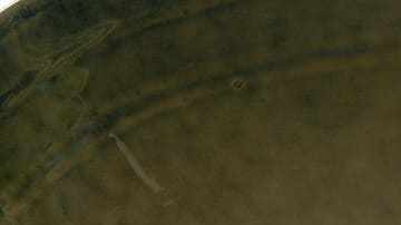 Champiñones caramelizados