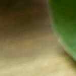 Prepara 2 deliciosas salsas para acompañar el pavo