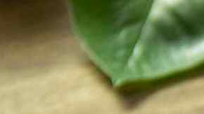 Prepara 2 deliciosas salsas para acompañar el pavo