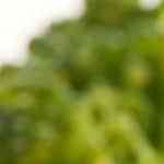 Filet de barramundi con verduras