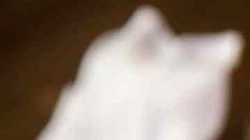 BAtido de vainilla con chocolate