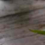 Palanqueta de cacahuetes