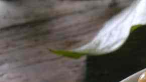 Palanqueta de cacahuetes